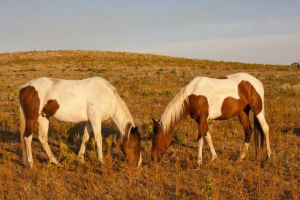 SD, Paint horses graze at a Horse Sanctuary
